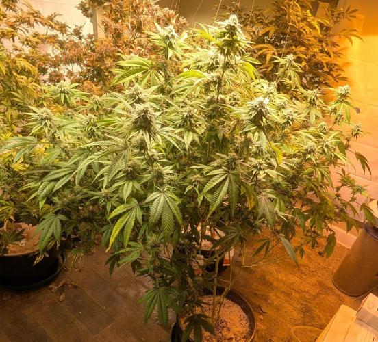 Killer Kush. Week 24
