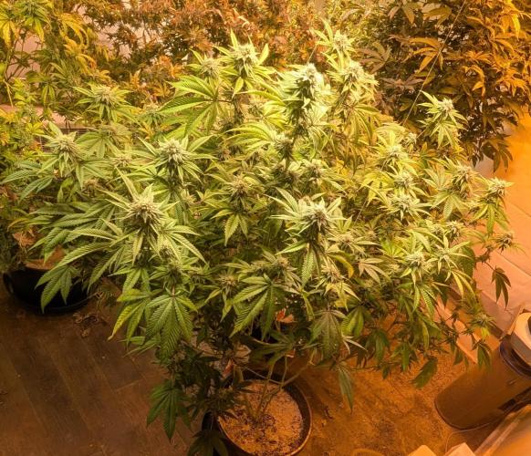 Killer Kush. Week 24