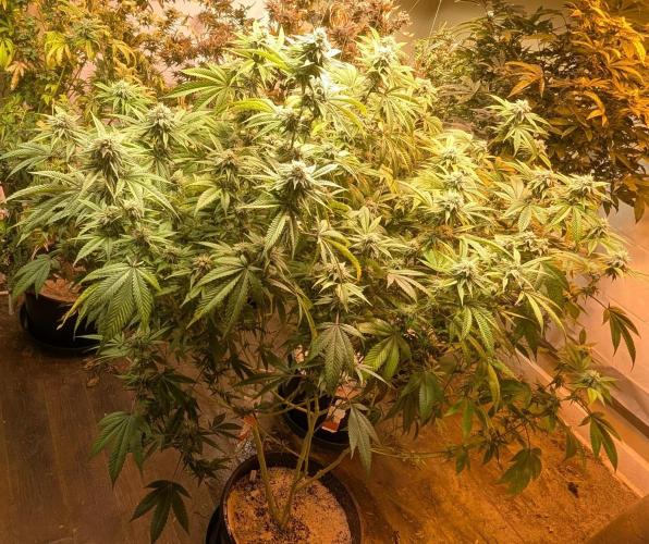 Killer Kush. Week 24