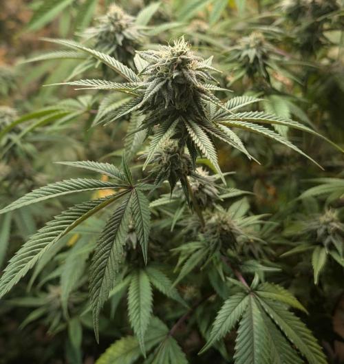 Killer Kush. Week 24