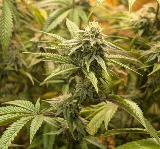 Killer Kush. Week 24