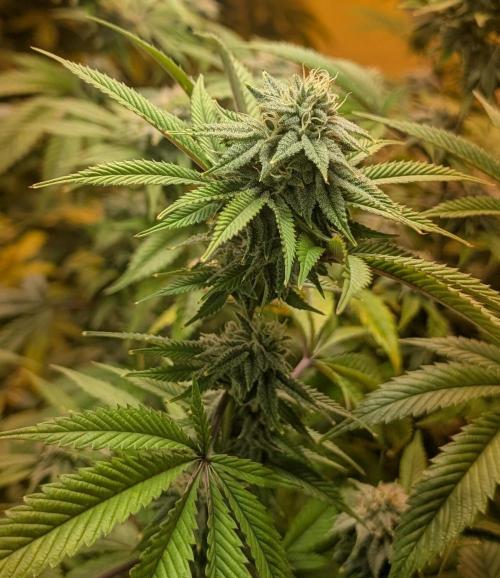 Killer Kush. Week 24