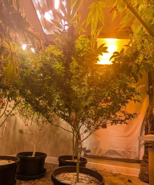 MAC Ganja. Week 24