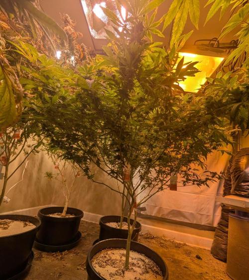 MAC Ganja. Week 24