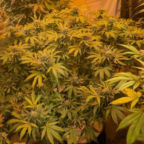 MAC Ganja. Week 24