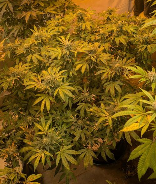 MAC Ganja. Week 24