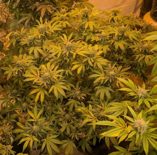 MAC Ganja. Week 24