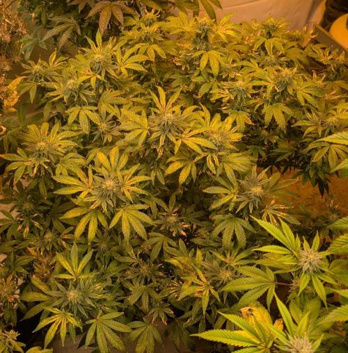 MAC Ganja. Week 24