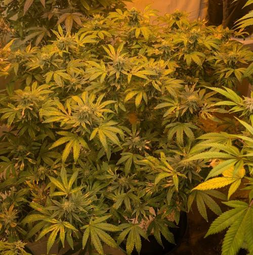 MAC Ganja. Week 24