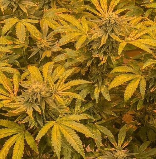 MAC Ganja. Week 24