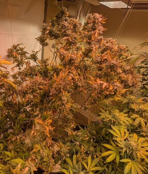 Hellfire OG. Week 24