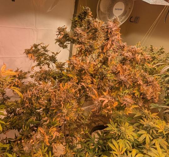 Hellfire OG. Week 24