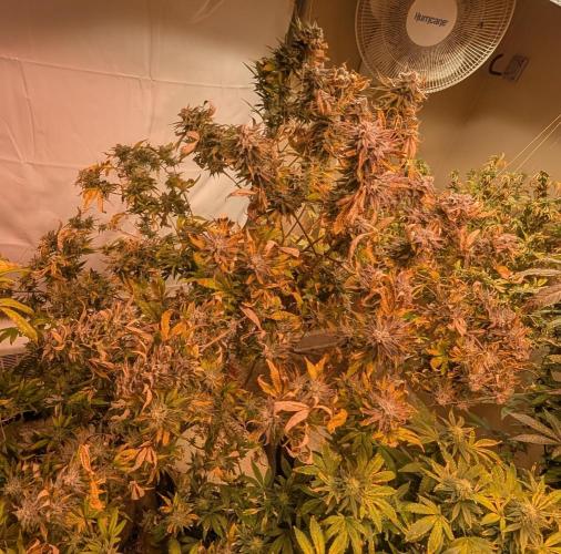 Hellfire OG. Week 24
