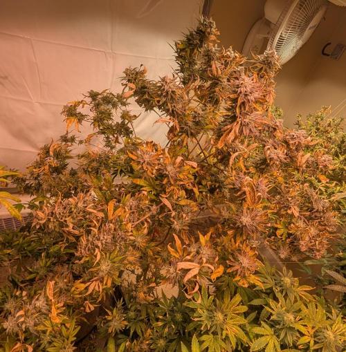 Hellfire OG. Week 24