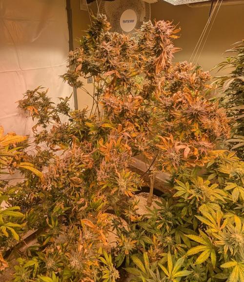 Hellfire OG. Week 24