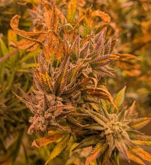 Hellfire OG. Week 24