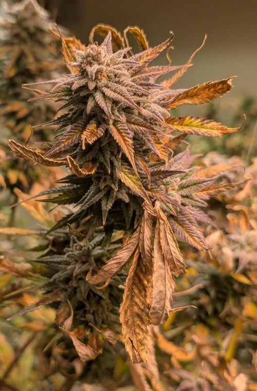Hellfire OG. Week 24