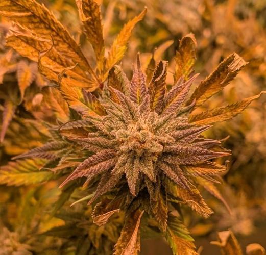 Hellfire OG. Week 24