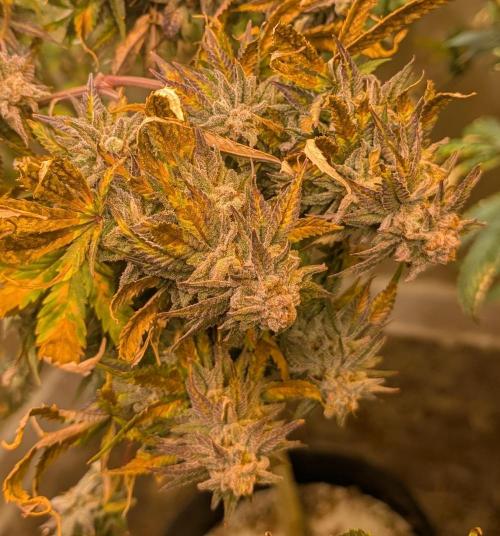 Hellfire OG. Week 24
