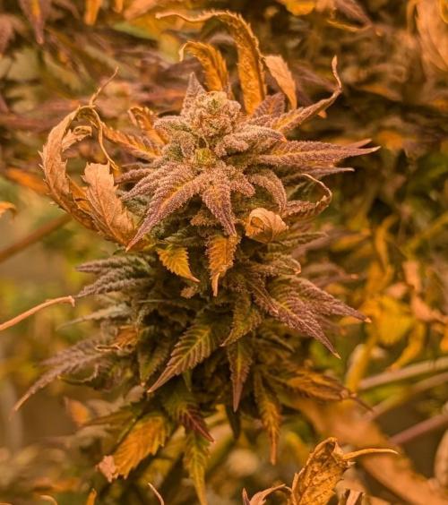 Hellfire OG. Week 24