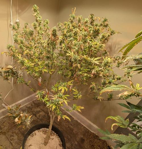 Fat Banana. Week 24