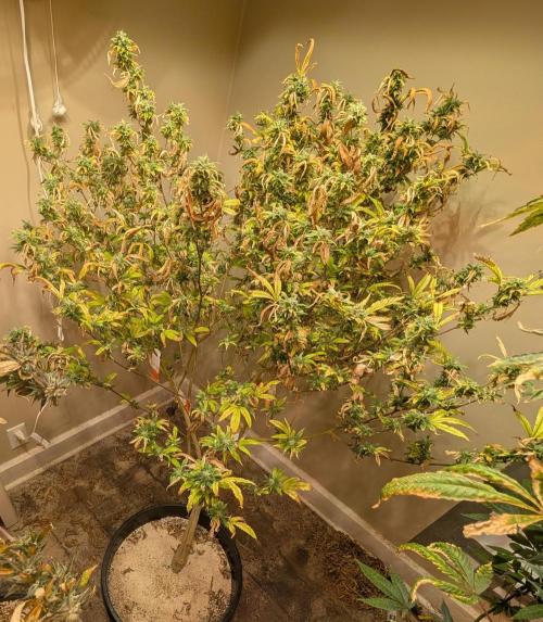 Fat Banana. Week 24