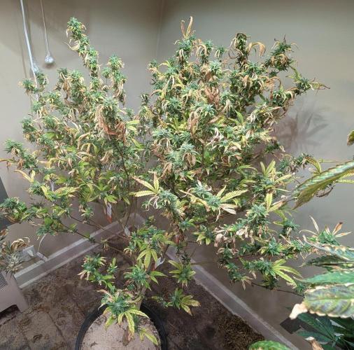 Fat Banana. Week 24
