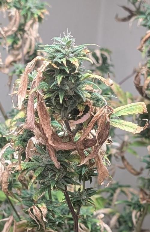 Fat Banana. Week 24