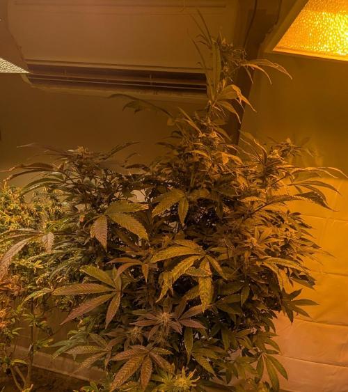 Pure Michigan. Week 24