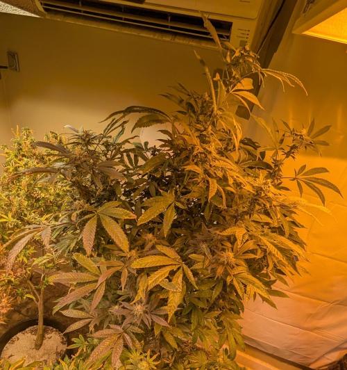 Pure Michigan. Week 24
