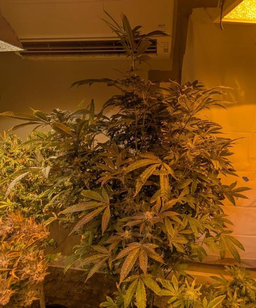 Pure Michigan. Week 24