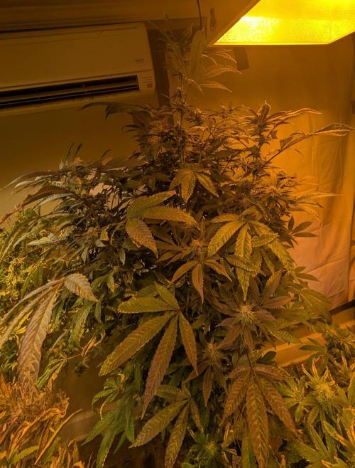 Pure Michigan. Week 24
