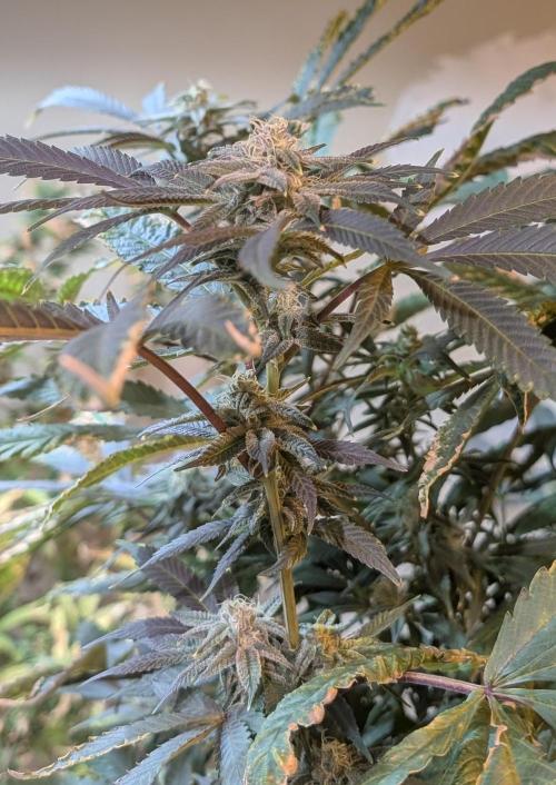 Pure Michigan. Week 24