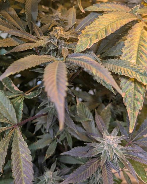 Pure Michigan. Week 24