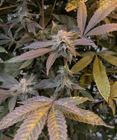 Pure Michigan. Week 24