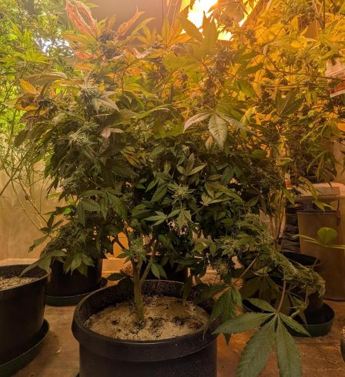 Apple Fritter. Week 27