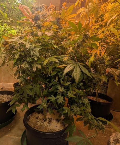 Apple Fritter. Week 27