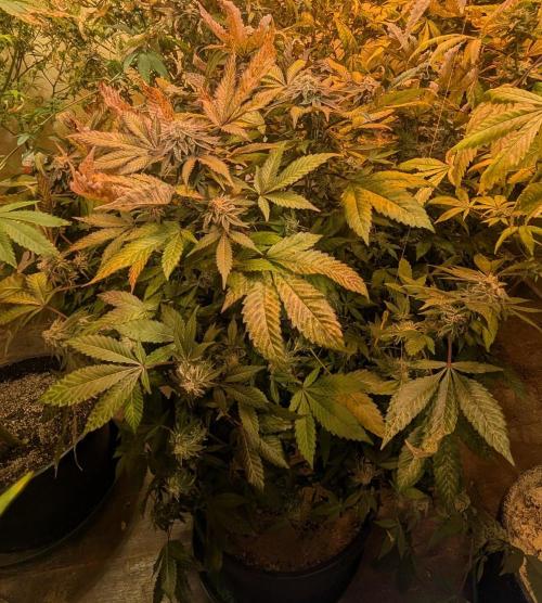 Apple Fritter. Week 27