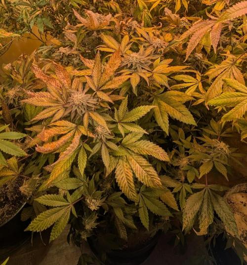 Apple Fritter. Week 27