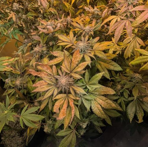 Apple Fritter. Week 27