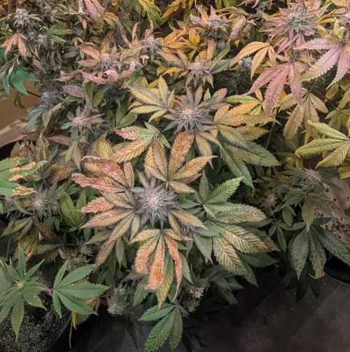 Apple Fritter. Week 27