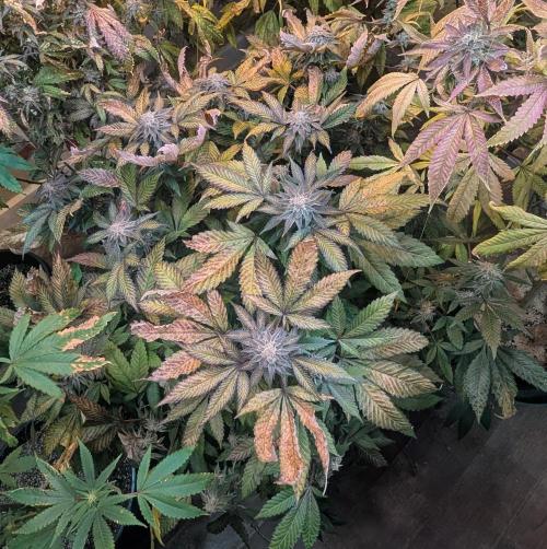 Apple Fritter. Week 27
