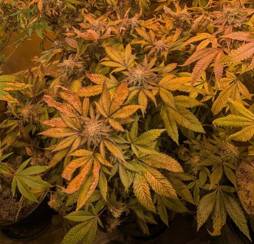 Apple Fritter. Week 27