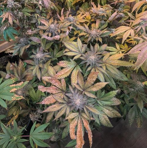 Apple Fritter. Week 27