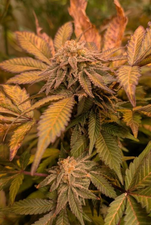 Apple Fritter. Week 27