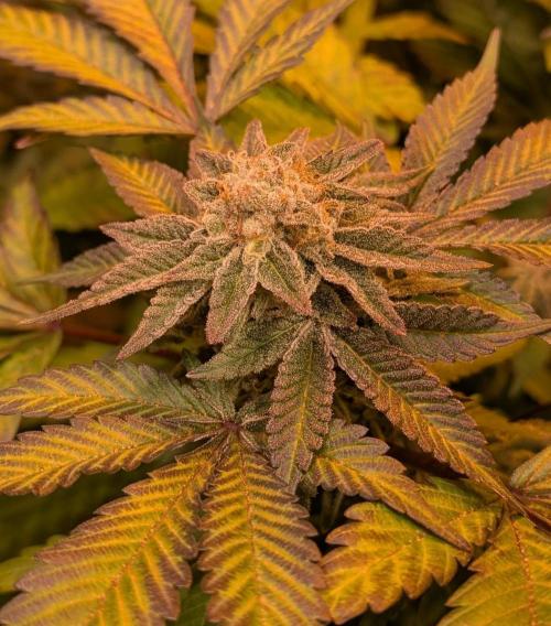 Apple Fritter. Week 27