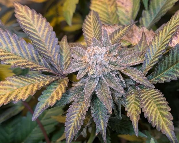 Apple Fritter. Week 27