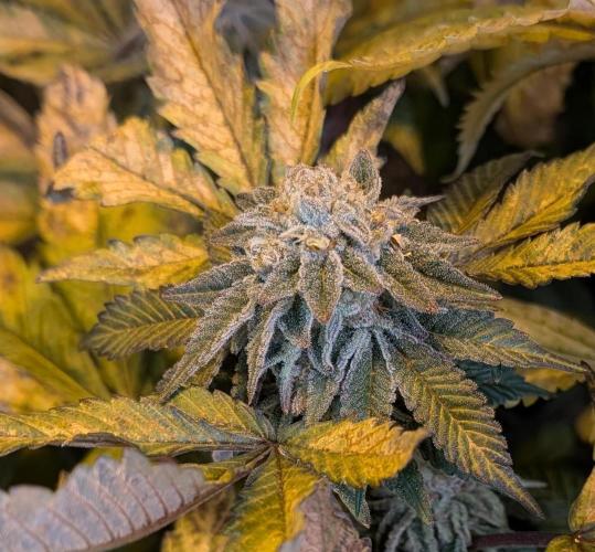 Apple Fritter. Week 27