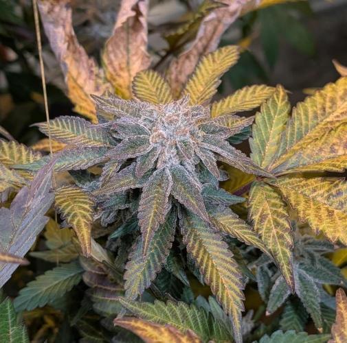 Apple Fritter. Week 27