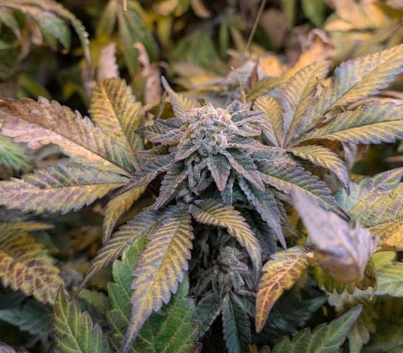 Apple Fritter. Week 27